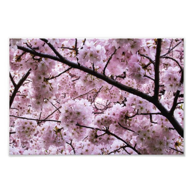 Pink Cherry Blossom Flower Canopy Photo Print (Front)