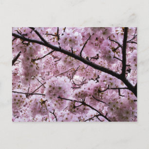 Pink Cherry Blossom Flower Canopy Postcard