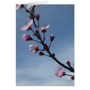 Pink Cherry Blossom Flowering Tree Card