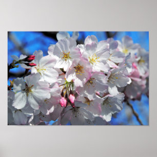 Pink Cherry Blossom Flowers Poster