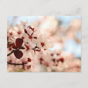 Pink Cherry Blossom Postcard