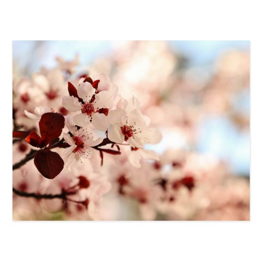Pink Cherry Blossom Postcard