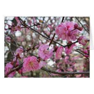 Pink Cherry Blossom / Sakura / サクラ（桜) Card