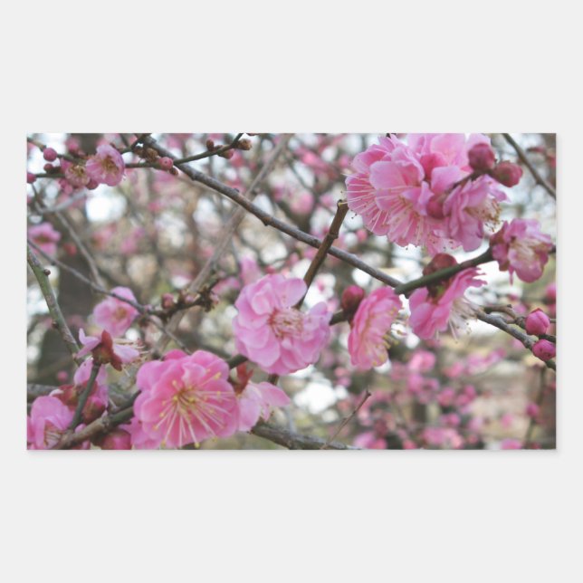 Pink Cherry Blossom / Sakura / サクラ（桜) Sticker (Front)