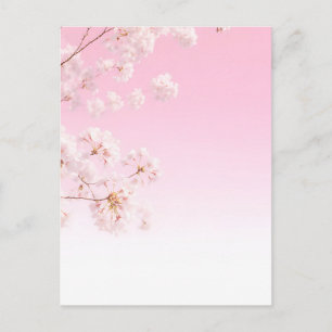 Pink Cherry Blossom Spring Serenity Postcard