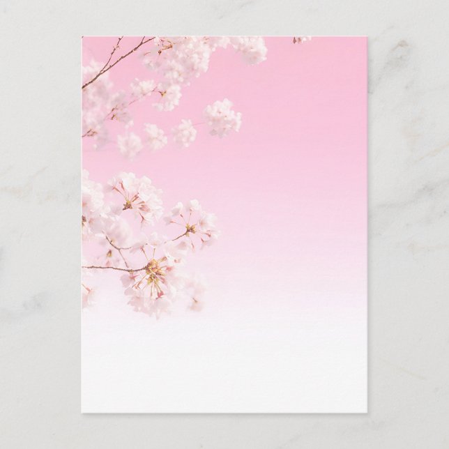 Pink Cherry Blossom Spring Serenity Postcard (Front)