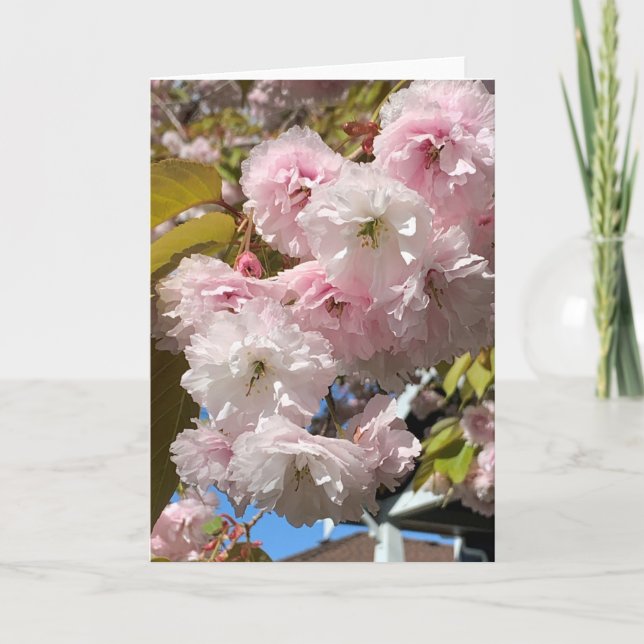 Pink Cherry Blossoms Blank Card (Front)