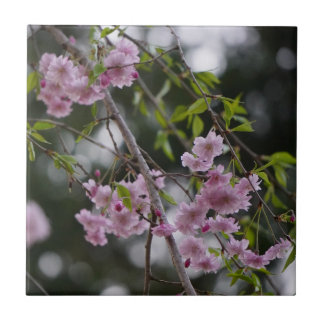 Pink Cherry Blossoms floating on a breeze tile