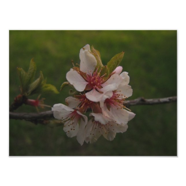 Pink Cherry Blossoms Floral Photo (Front)
