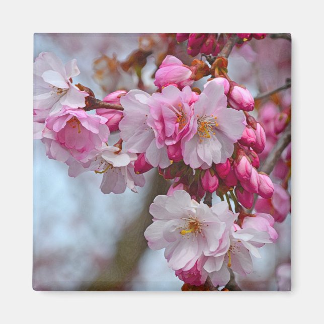 Pink cherry blossoms magnet (Front)