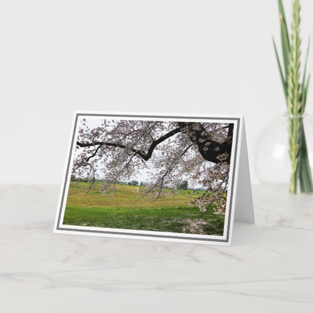 Pink Cherry Tree Flowers With Field in Background  Card (Front)