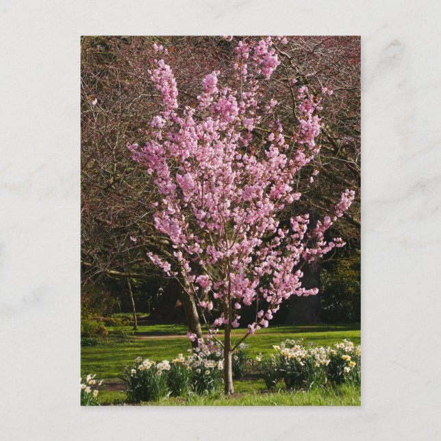Pink Cherry Tree Postcard (Front)