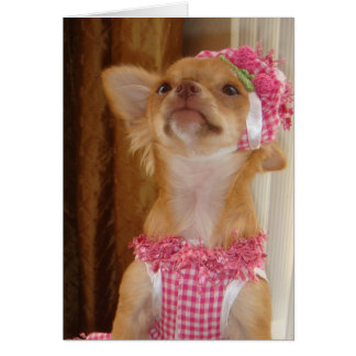 pink chihuahua