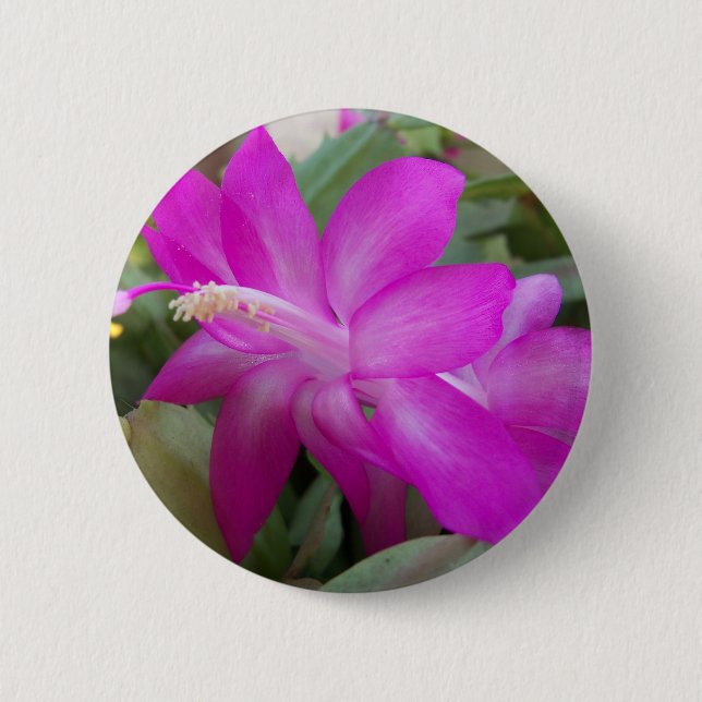 Pink Christmas cactus bloom 2 Inch Round Button (Front)