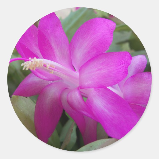 Pink Christmas cactus bloom Classic Round Sticker (Front)