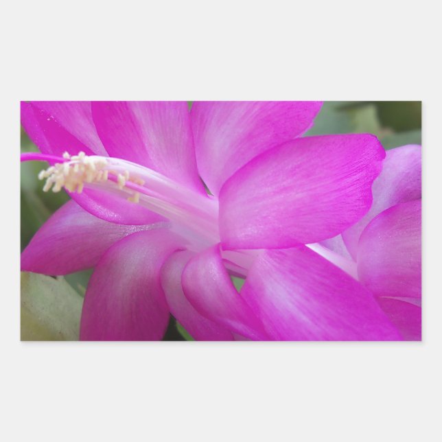 Pink Christmas cactus bloom Sticker (Front)