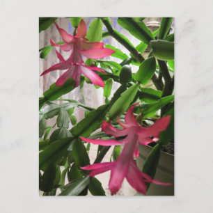 Pink Christmas Cactus Flowers Holiday Postcard