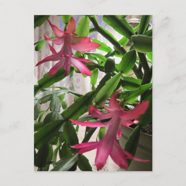 Pink Christmas Cactus Flowers Holiday Postcard (Front)