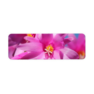 Pink Christmas Cactus Schlumbergera Flower Blossom