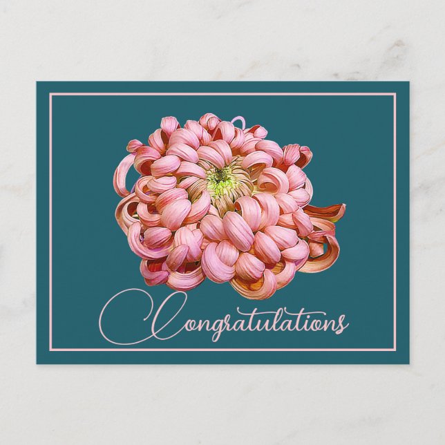 Pink Chrysanthemum Cyan Backdrop Congratulations Postcard (Front)