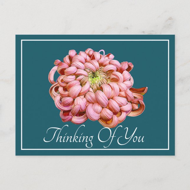 Pink Chrysanthemum Cyan Background Thinking Of You Postcard (Front)