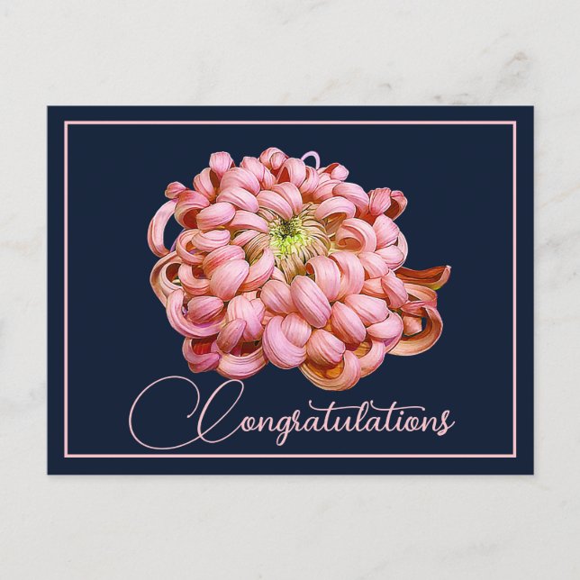 Pink Chrysanthemum Navy Backdrop Congratulations Postcard (Front)