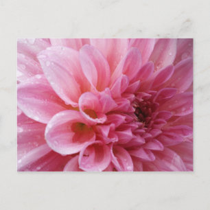 Pink Chrysanthemum Postcard