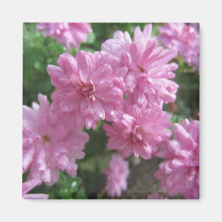Pink Chrysanthemums Magnet