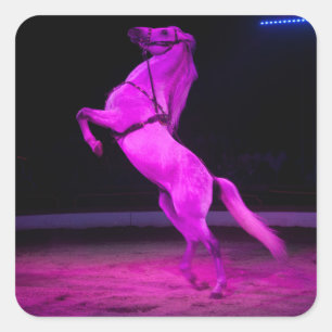 Pink Circus Horse Square Sticker