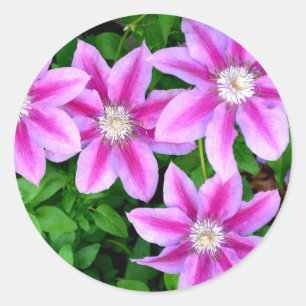 Pink Clematis  and wild Oregano Classic Round Sticker