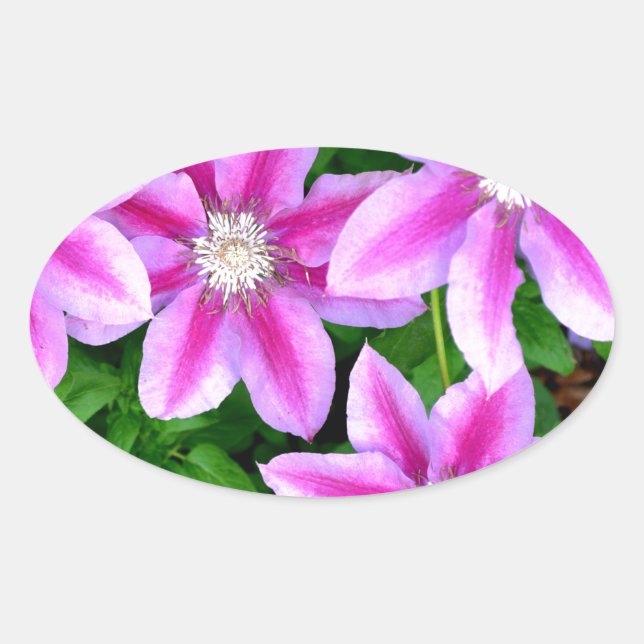 Pink Clematis  and wild Oregano Oval Sticker (Front)