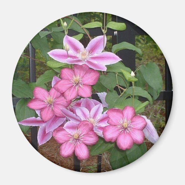 Pink Clematis Floral Design Magnet (Front)