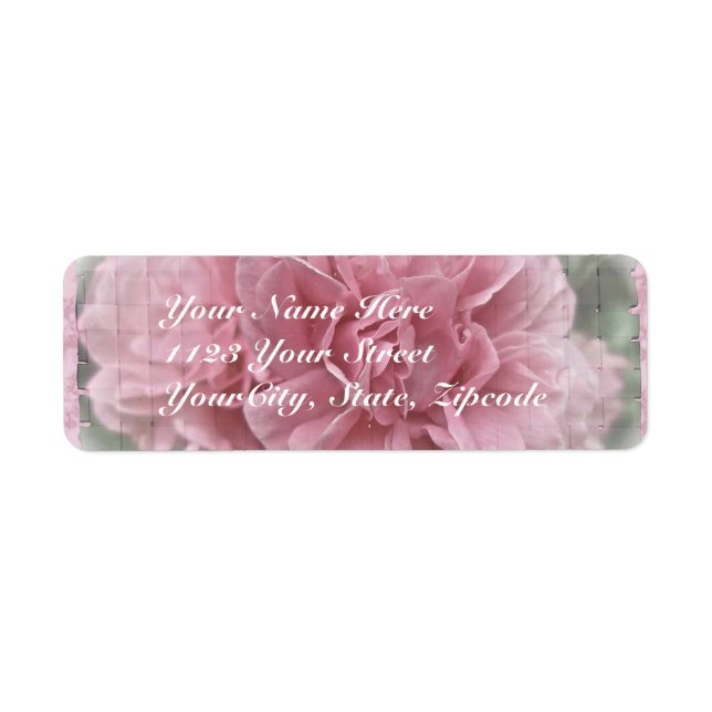 Pink Climbing Rose Blossoms (Front)