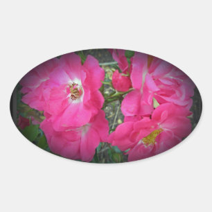 Pink Climbing Rose Oval Sticker