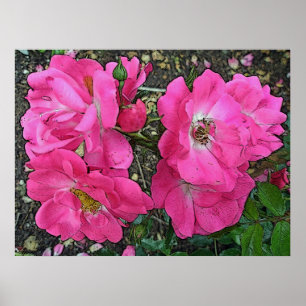 Pink Climbing Rose Poster Digitally Enhanced