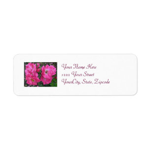 Pink Climbing Rose Return Address Label