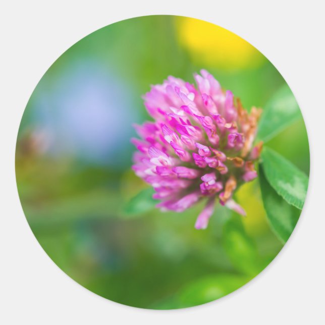 Pink clover flower classic round sticker (Front)