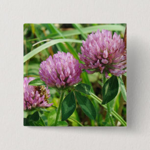Pink Clover Wildflower - Trifolium pratense 2 Inch Square Button