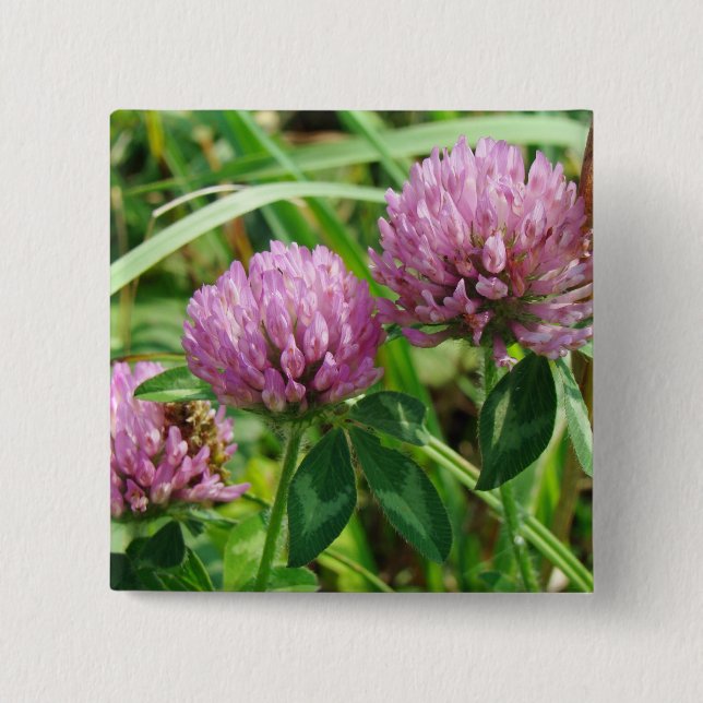 Pink Clover Wildflower - Trifolium pratense 2 Inch Square Button (Front)