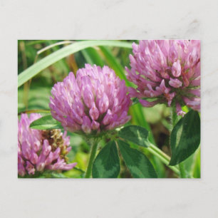 Pink Clover Wildflower - Trifolium pratense Postcard