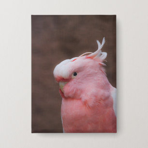 Pink Cockatoo