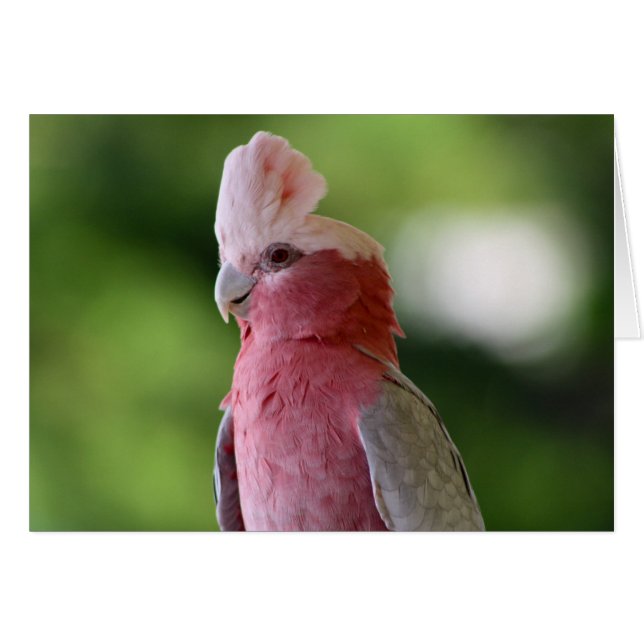 Pink Cockatoo (Front Horizontal)