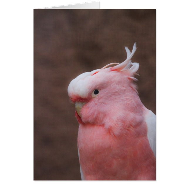 Pink Cockatoo (Front)