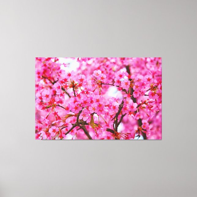 Pink colour Cherry Blossoms Canvas Print (Front)