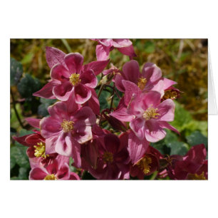 Pink Columbine