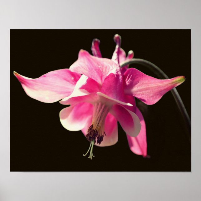 Pink Columbine Flower Close Up  Poster (Front)