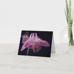 Pink Columbine Flower Photography Note Card