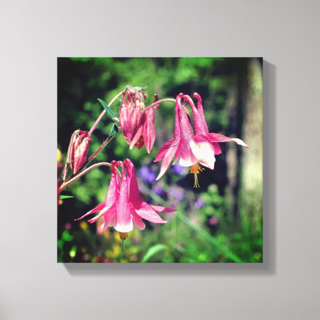 Pink Columbine Flowers Close Up  Canvas Print (Front)