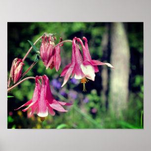 Pink Columbine Flowers Close Up Poster