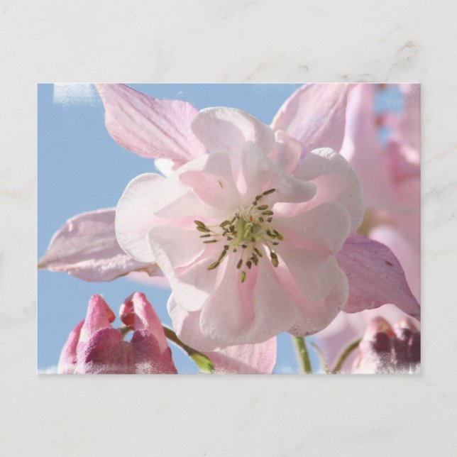 Pink Columbine Flowers Postcard (Front)